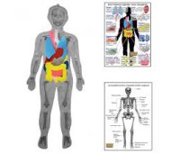 Игровой набор Скелет человека с органами HEGA с плакатами 236