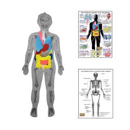 Ігровий набір Скелет людини з органами HEGA з плакатами