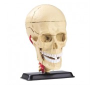 Набор для исследований Модель черепа с нервами Edu-Toys сборная 9 см SK010