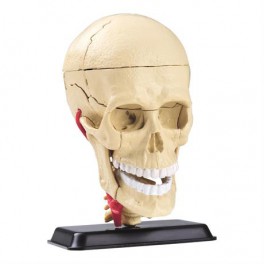 Набір для досліджень Модель черепа з нервами Edu-Toys збірна 9 см SK010