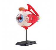 Набір для досліджень Модель очного яблука Edu-Toys збірна 14 см SK007