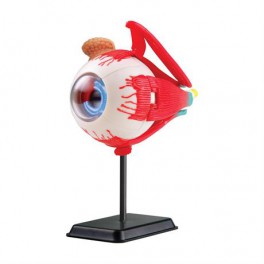 Набор для исследований Модель глазного яблока Edu-Toys сборная 14 см SK007