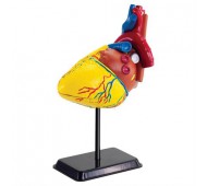Набір для досліджень Модель серця людини Edu-Toys збірна 14 см SK009