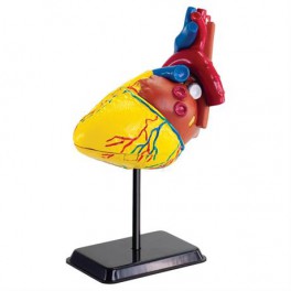 Набір для досліджень Модель серця людини Edu-Toys збірна 14 см SK009