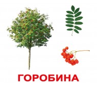 Карточки Домана. Украинский язык. Вундеркинд с пеленок. Деревья